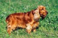 /album/anglicky-kokerspaniel/images-8-jpg/